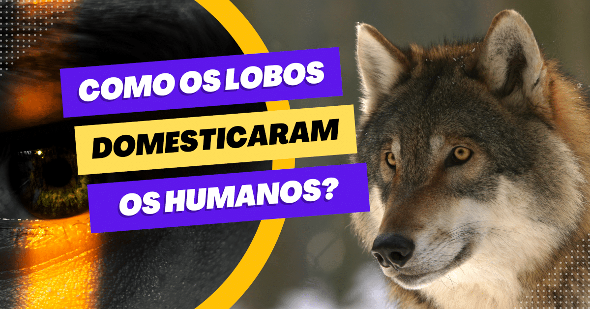 Como os lobos domesticaram os humanos?