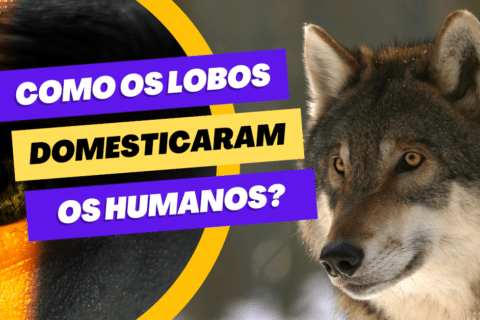 Como os lobos domesticaram os humanos?